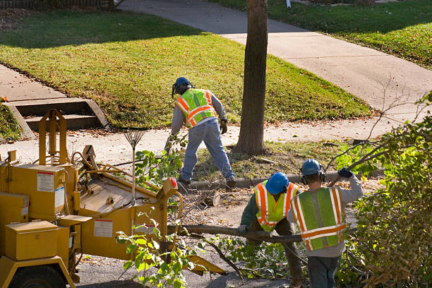 Best Tree Cutting Near Me  in Wimauma, FL